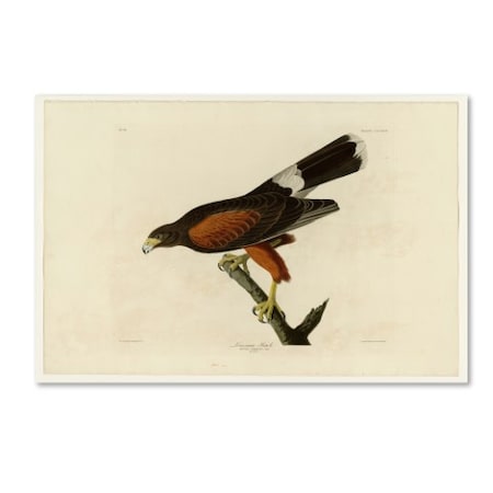 Audubon 'Louisiana Hawkplate 392' Canvas Art,16x24